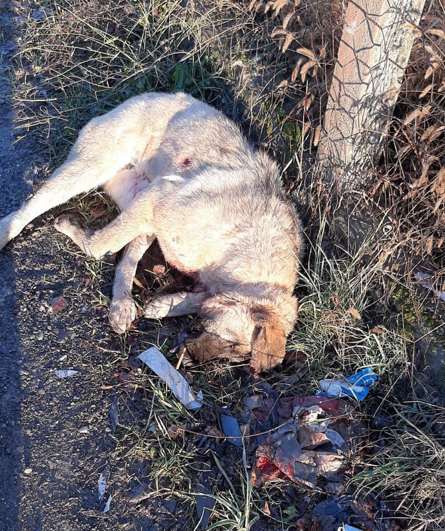 Sahipli köpeği av tüfeğiyle öldürdüler - 3