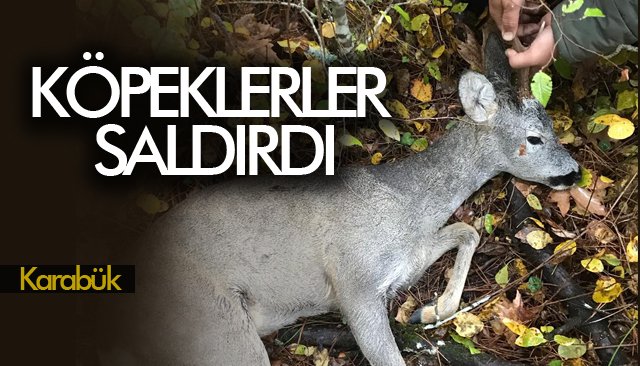 KÖPEKLERLER SALDIRDI 