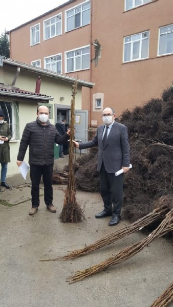    HANDLER CİNSİ CEVİZ FİDANLARININ DAĞITIMI YAPILDI - 3