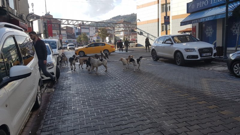 Köpek çetesi kol geziyor - 1