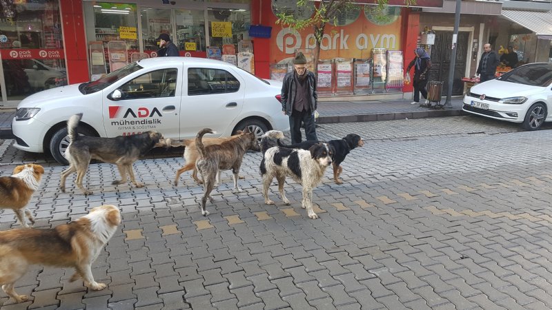 Köpek çetesi kol geziyor - 2