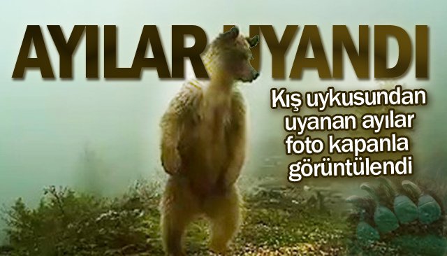 AYILAR, BİR BİR UYANIYOR