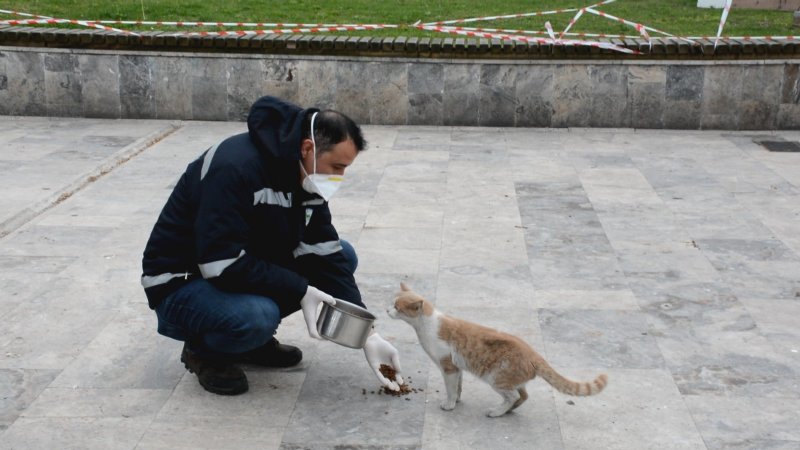 Ereğli belediyesi sokak hayvanlarını unutmuyor - 2