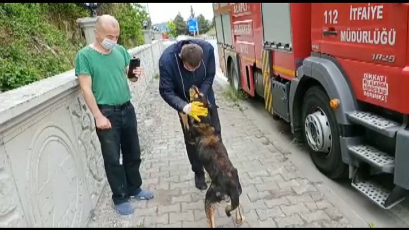 Dereye düşen köpek kurtarıldı - 2