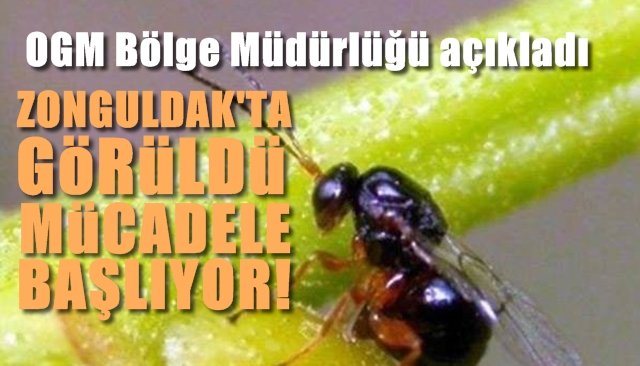 Zonguldak’ta da Kestane ağaçlarına zarar veren Gal Arısı görüldü…  OGM mücadele hazırlığında...