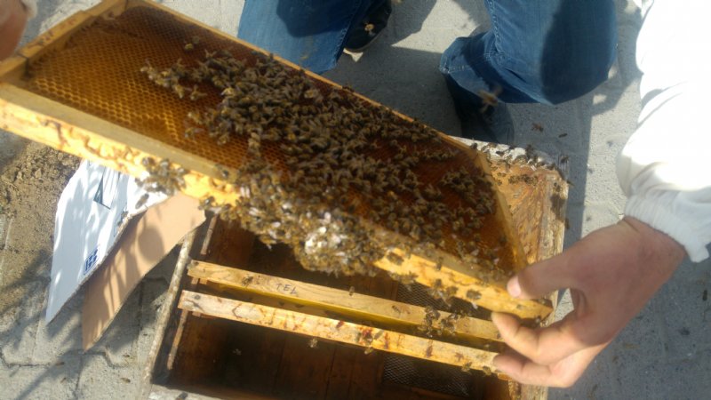 Firari arılar herkesi seferber etti - 6