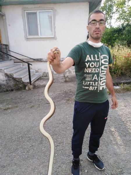 Kümesine giren 1,5 metrelik yılanı elleriyle yakaladı - 1