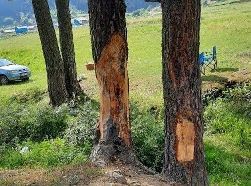 Çıra için ağaçları yaraladılar! - 1