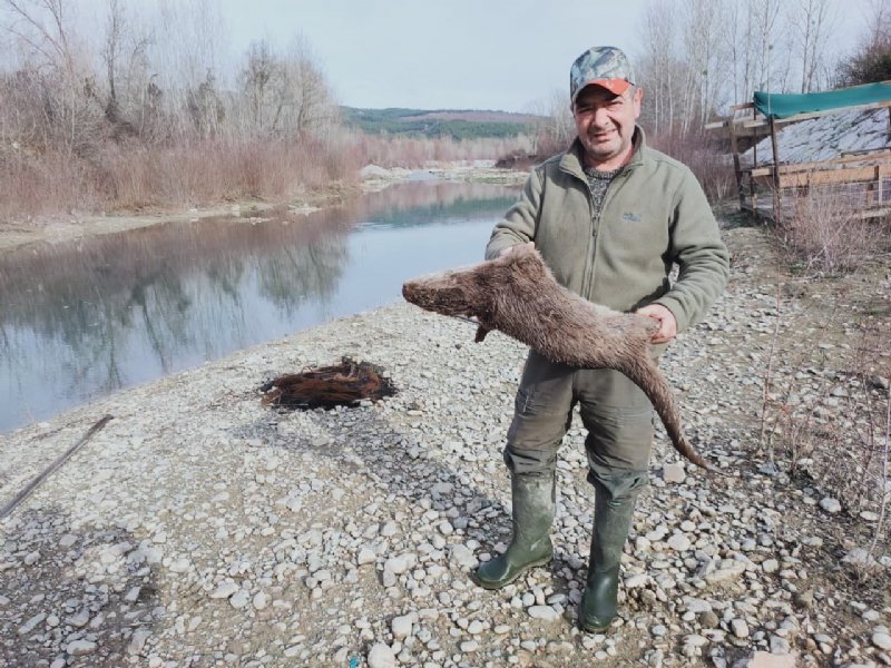 NESLİ TÜKENMEKTE OLAN SU SAMURUNU TÜFEKLE VURDULAR  - 2