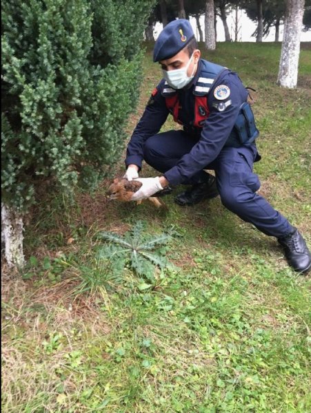 Yaralı şahinin kanadında saçma izleri bulundu... - 2