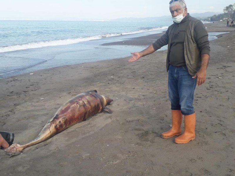  Kurşunlanarak öldürülen yunus balığı kıyıya vurdu - 2