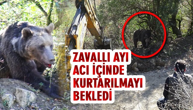 DOMUZ TUZAĞINA YAKALANAN AYI KURTARILDI