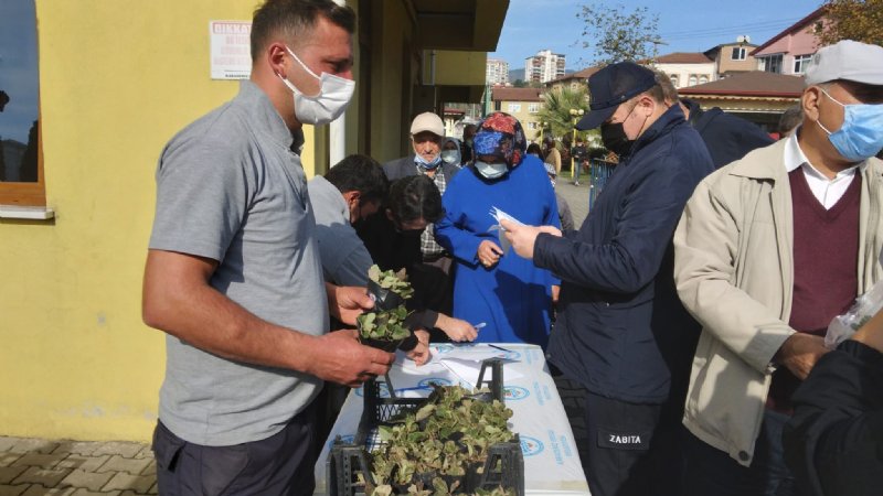 Karadeniz Ereğli’de üreticilere Osmanlı Çileği fidesi dağıtıldı - 2