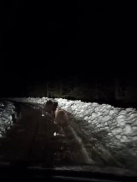  Kış uykusuna yatamayan ayılar yiyecek için  yola indi - 1