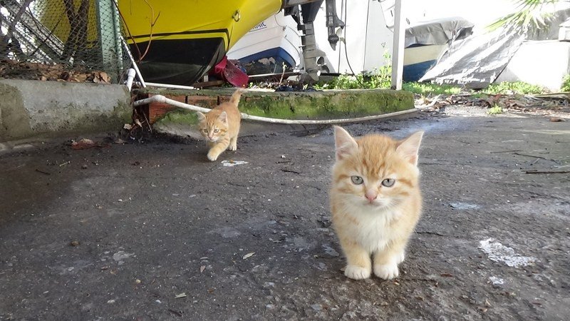 SAHİLDE “SOKAK ÇOCUĞU” OLMAK… - 5
