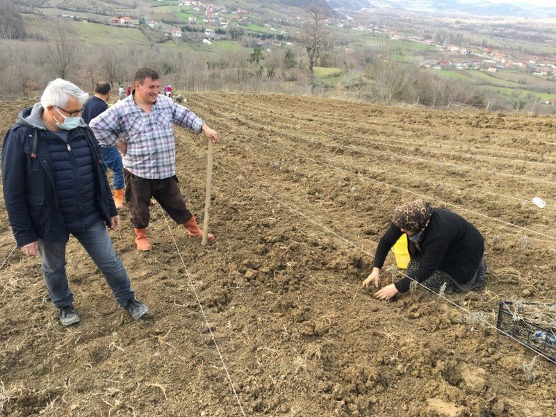 LAVANTA BAHÇELERİ KURULUYOR - 3