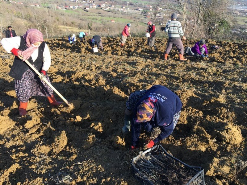 LAVANTA BAHÇELERİ KURULUYOR - 6