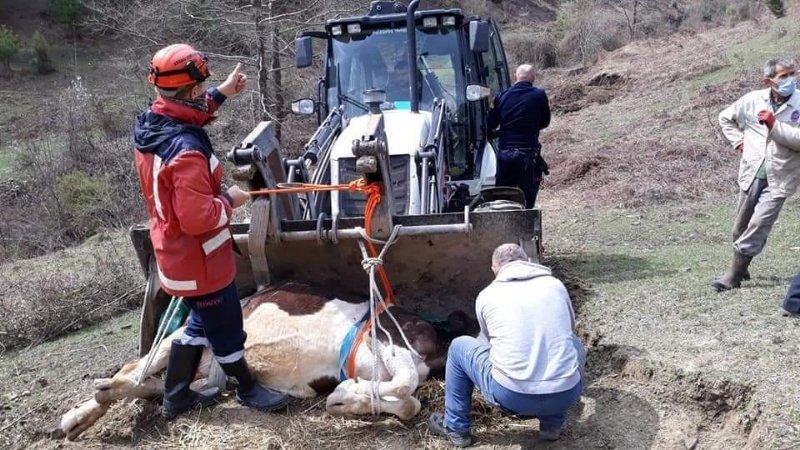 MAHSUR KALAN İNEK!  - 2