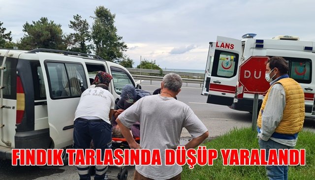 FINDIK TARLASINDA DÜŞÜP YARALANDI