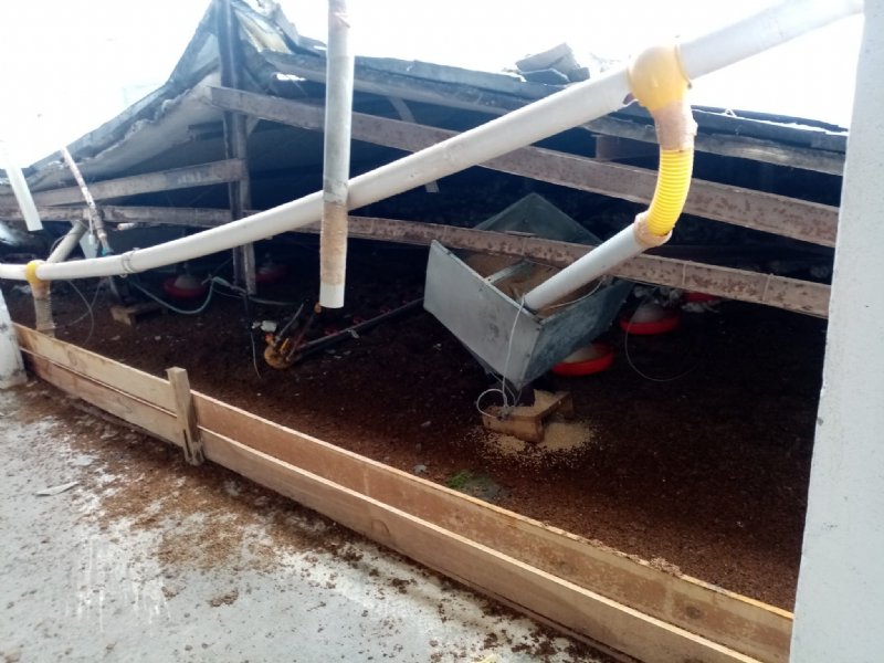  Kara dayanamayan çiftlik çatısı çöktü: 18 bine yakın tavuk telef oldu - 7