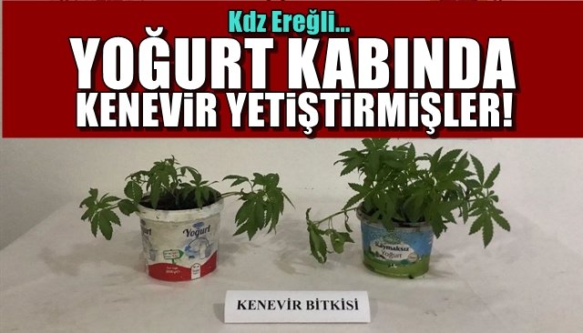 YOĞURT KABINDA KENEVİR YETİŞTİRMİŞLER