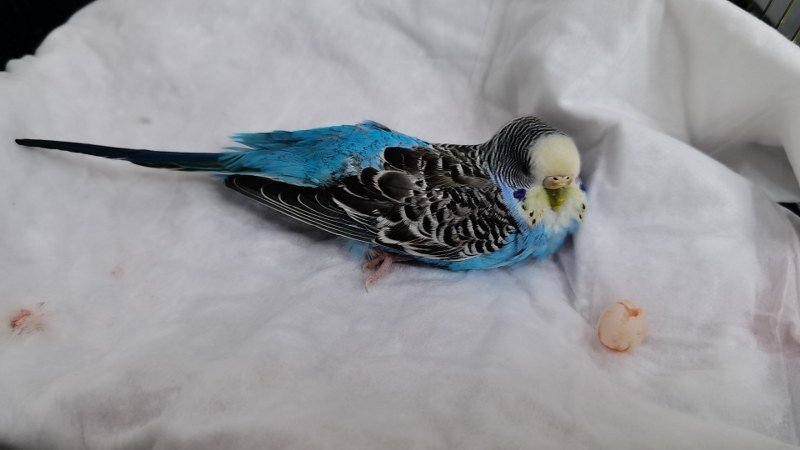 MUHABBET KUŞUNA SEZARYEN YAPILDI!  - 1