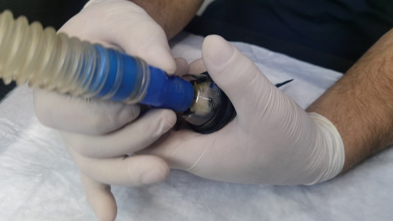 MUHABBET KUŞUNA SEZARYEN YAPILDI!  - 2