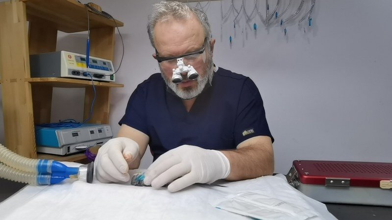 MUHABBET KUŞUNA SEZARYEN YAPILDI!  - 4