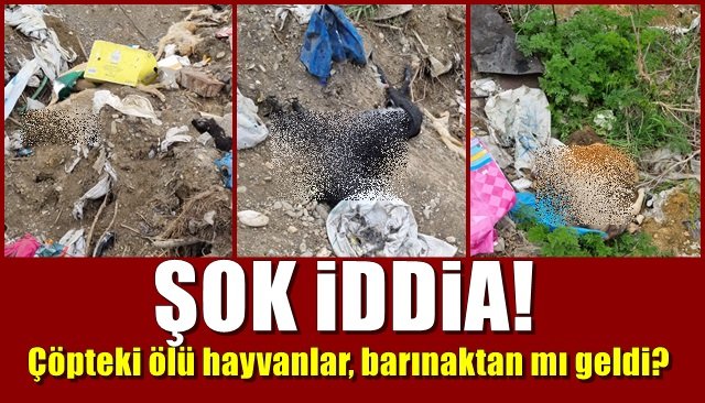 ŞOK İDDİA! Çöpteki ölü hayvanlar, barınaktan mı geldi?