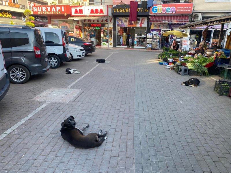 260 yıllık Alaplı Kadınlar Pazarı… BAKIMSIZ KALDI - 2