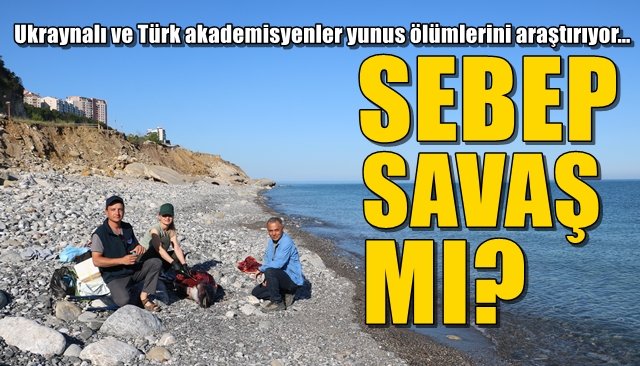 Ukraynalı ve Türk akademisyenler yunus ölümlerini araştırıyor… SEBEP SAVAŞ MI?