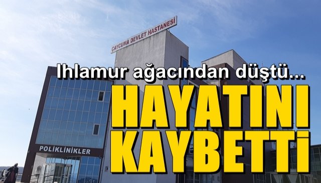 Ihlamur ağacından düştü… HAYATINI KAYBETTİ 