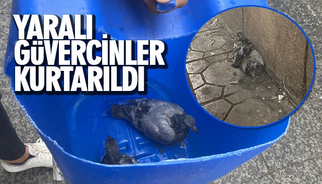 YARALI GÜVERCİNLER KURTARILDI