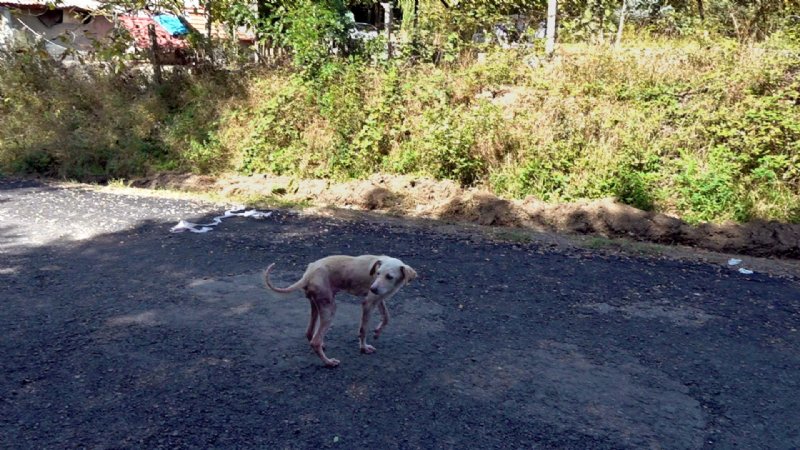 BIRAKILAN KÖPEKLER AÇLIKTAN ÖLMEK ÜZERE - 1