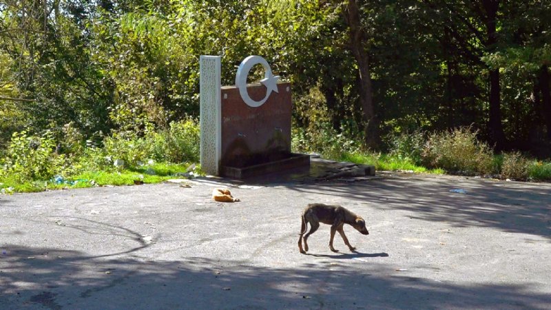 BIRAKILAN KÖPEKLER AÇLIKTAN ÖLMEK ÜZERE - 4