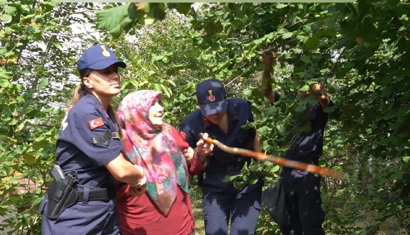 Jandarma ekipleri şehit annesi için fındık topladı… KİMSESİZİN KİMSESİ OLDULAR - 4