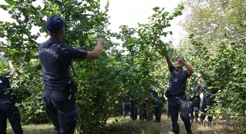 Jandarma ekipleri şehit annesi için fındık topladı… KİMSESİZİN KİMSESİ OLDULAR - 5