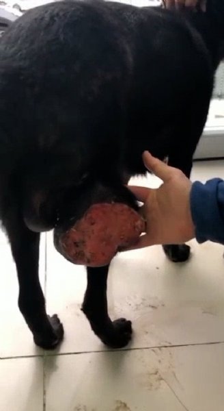 Tümörden kurtuldu, hayata geri döndü - 2