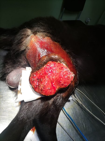 Tümörden kurtuldu, hayata geri döndü - 4