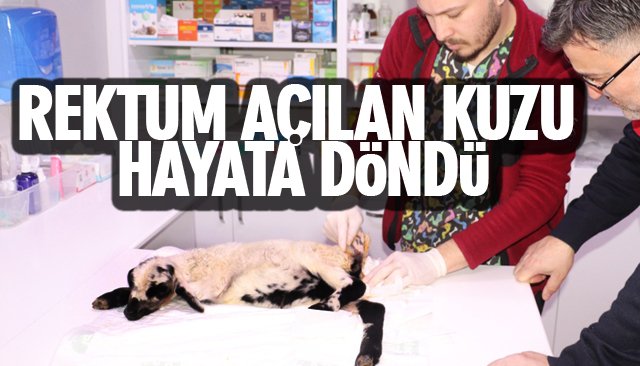 REKTUM AÇILAN KUZU HAYATA DÖNDÜ