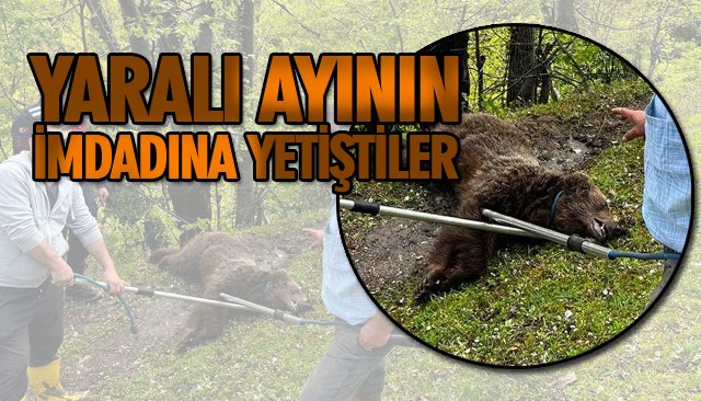 YARALI AYININ İMDADINA EKİPLER YETİŞTİ 