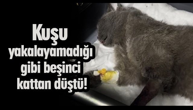 Kuşu yakalayamadığı gibi beşinci kattan düştü! 