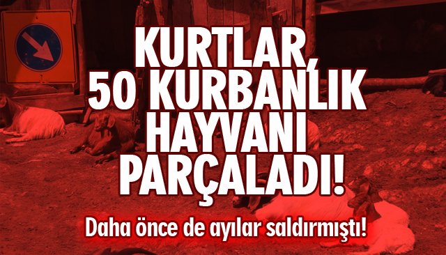 BURASI ALASKA DEĞİL KASTAMONU! ÖNCE AYILAR, ŞİMDİ DE KURTLAR; KÖYLÜLER DİKEN ÜSTÜNDE YAŞIYOR...