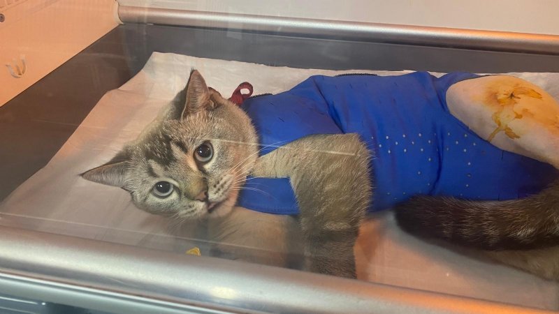 Oyun oynarken camdan atlayan kedinin karnına odun parçası saplandı... Ameliyatla kurtarıldı - 2