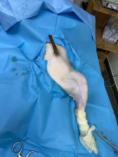Oyun oynarken camdan atlayan kedinin karnına odun parçası saplandı... Ameliyatla kurtarıldı - 5