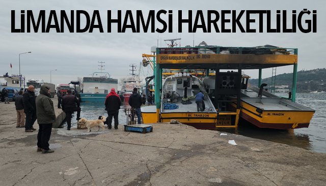 LİMANDA HAMSİ HAREKETLİLİĞİ