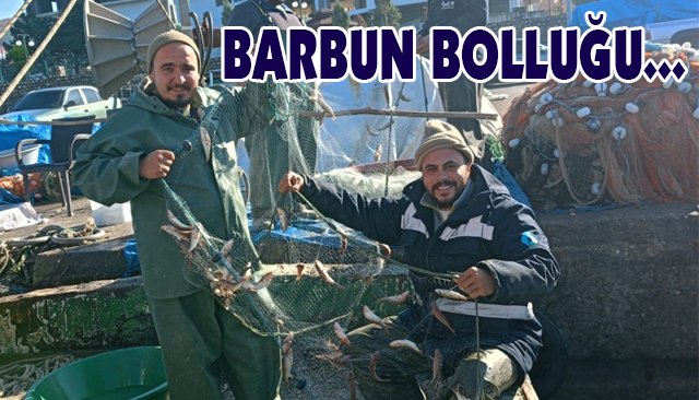 BARBUN BOLLUĞU...