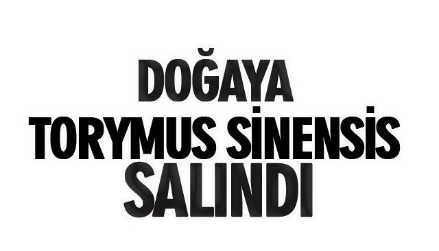 DOĞAYA TORYMUS SİNENSİS SALINDI