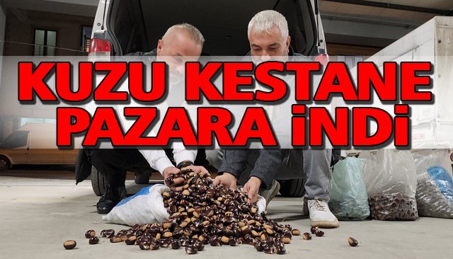 KUZU KESTANE PAZARA İNDİ