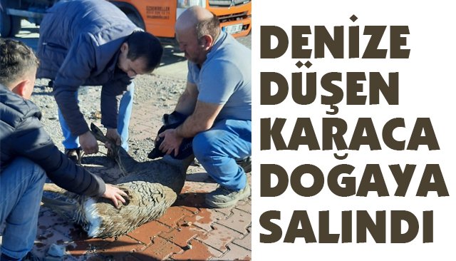 DENİZE DÜŞEN KARACA DOĞAYA SALINDI